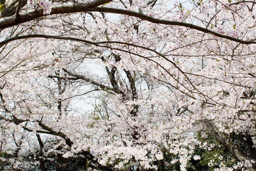 鎮懐石八幡宮の桜
